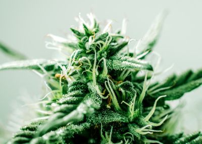 What is Grow Light Spectrum?