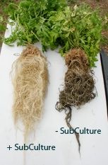 SubCulture - Коренова добавка