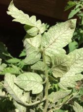 Organic Insecticide and Fungicide SMC Spidermite Control 100ml