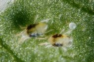 Organic Insecticide and Fungicide SMC Spidermite Control 100ml
